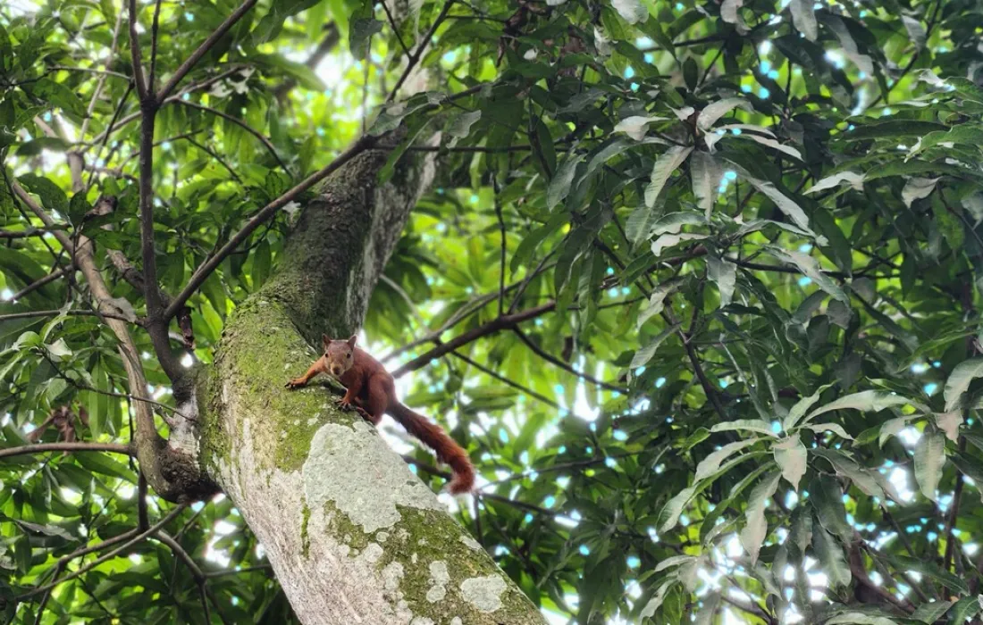 Vida Silvestre en la Universidad Javeriana Cali