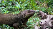 Iguana Javeriana Cali